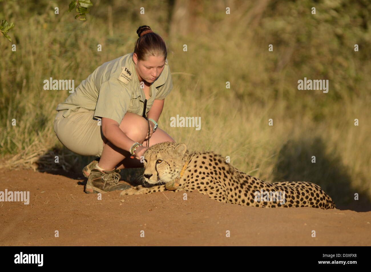 Foto di Africa, Cheetah con ranger Foto Stock