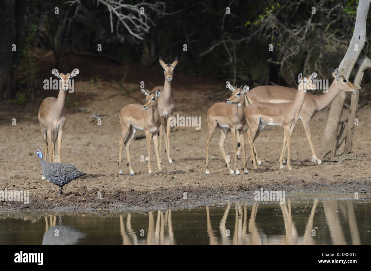 Foto di Africa, Femmina Impala avvertire tutti di fronte alla fotocamera a waterhole Foto Stock
