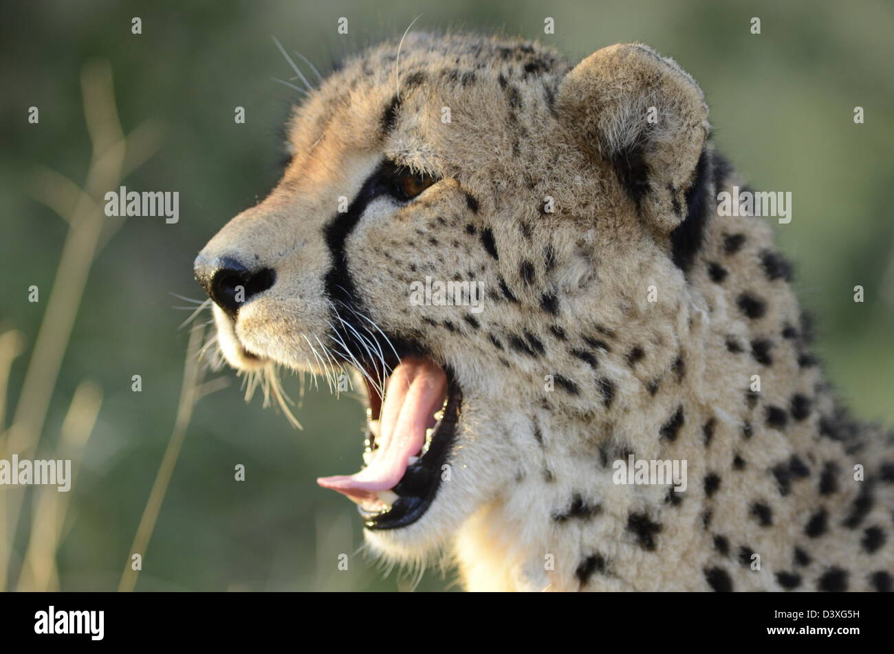 Foto di Africa , Cheetah testa rivolta lontano dalla telecamera e monte aperto Foto Stock