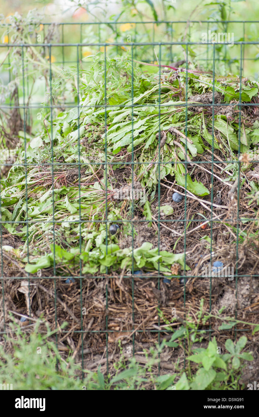 Riciclaggio di piante in un giardino compost Foto Stock