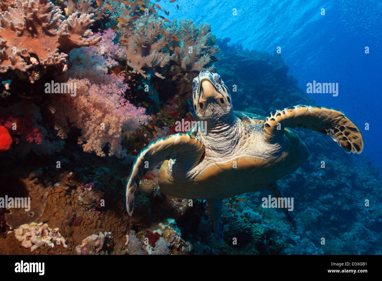 Hawksbill Tartarughe Marine, Eretmochelys imbricata, St. Johns Reef, Mar Rosso, Egitto Foto Stock