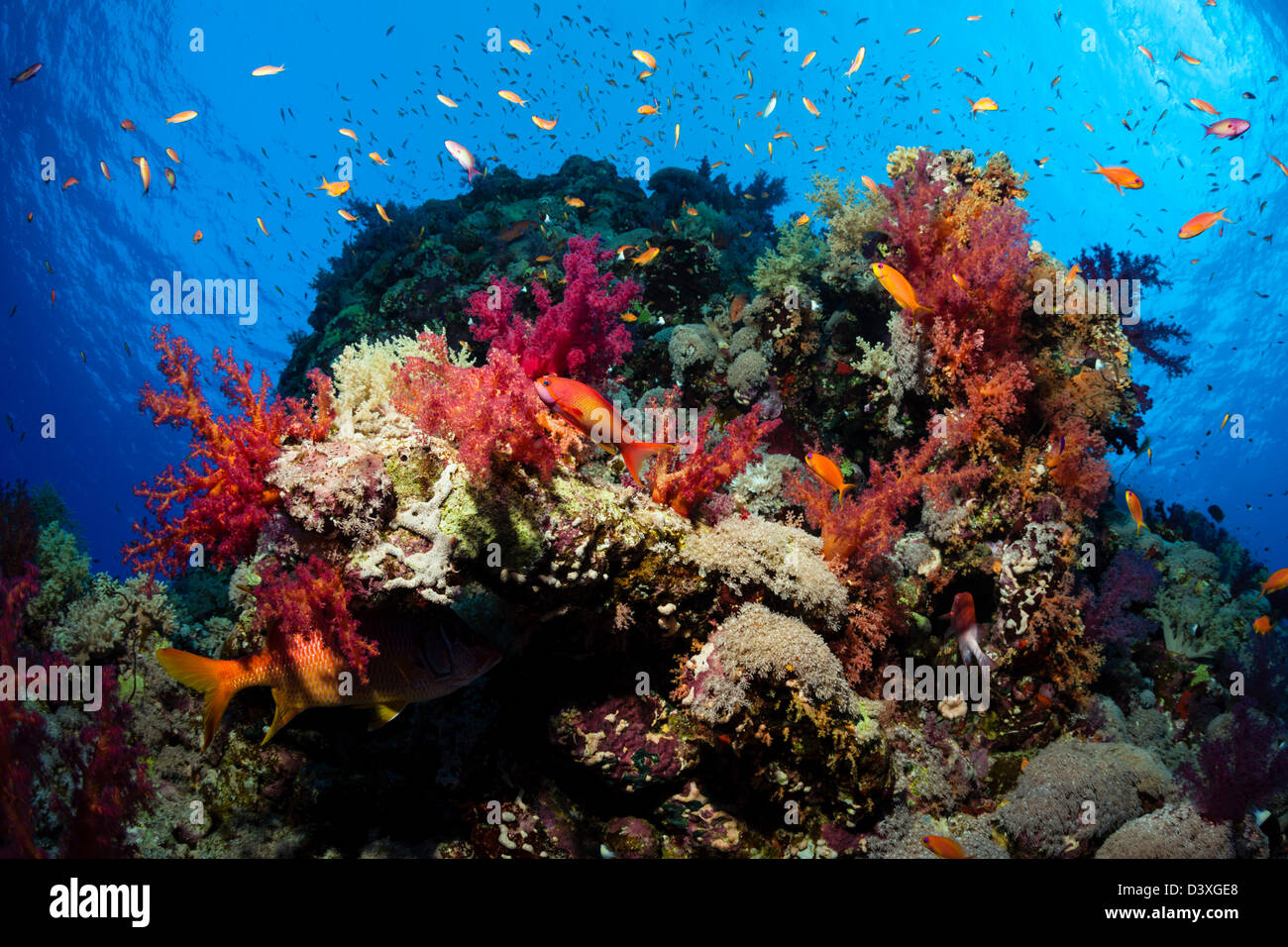 Soft Coral Reef, Dendronephthya sp., Elphinstone Reef, Mar Rosso, Egitto Foto Stock