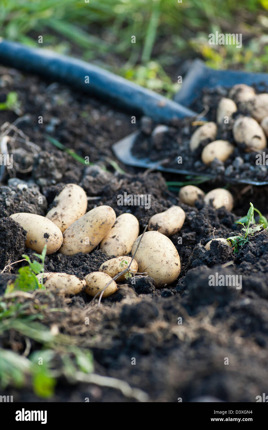Organic coltivato patate e la pala in un giardino Foto Stock
