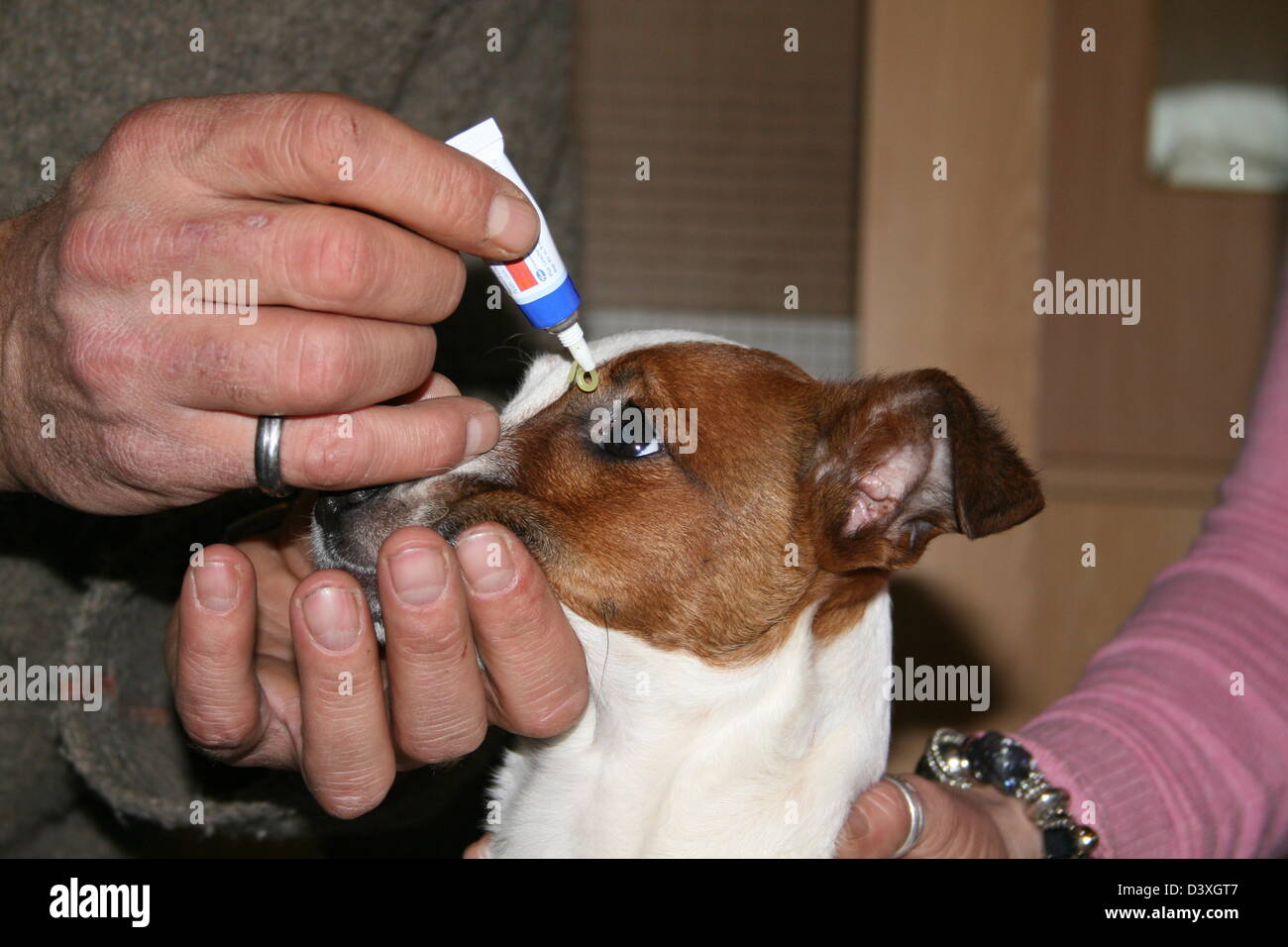 Il veterinario amministra scende agli occhi di un cane Jack Russel Terrier Foto Stock