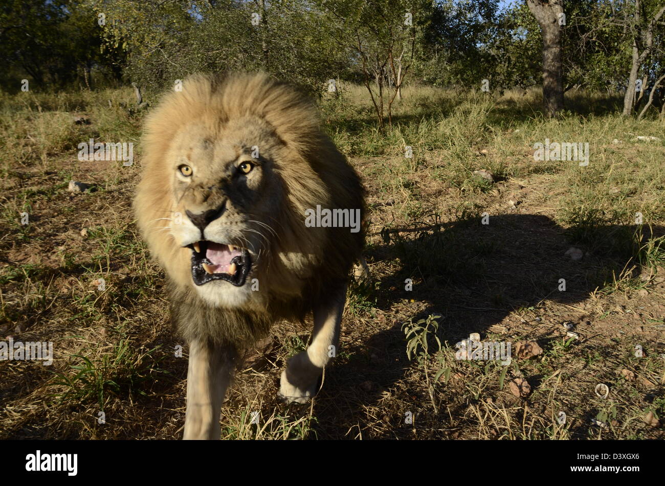 Foto dell'Africa,maschio carica Lion ampio angolo Foto Stock