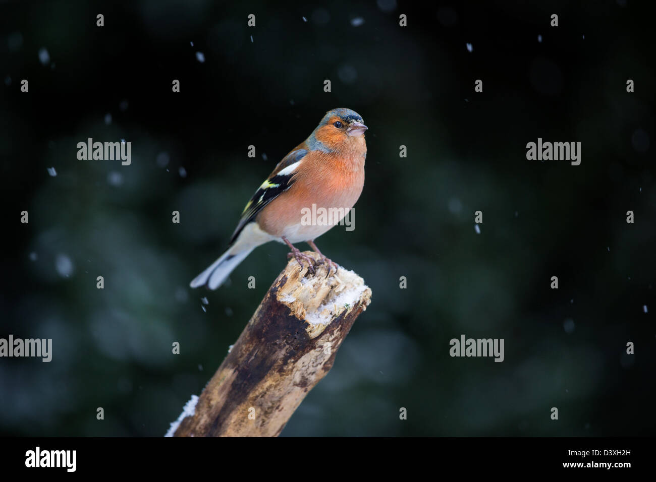 Maschio (fringuello Fringilla coelebs) arroccato su un vecchio ramo durante una tempesta di neve. Foto Stock