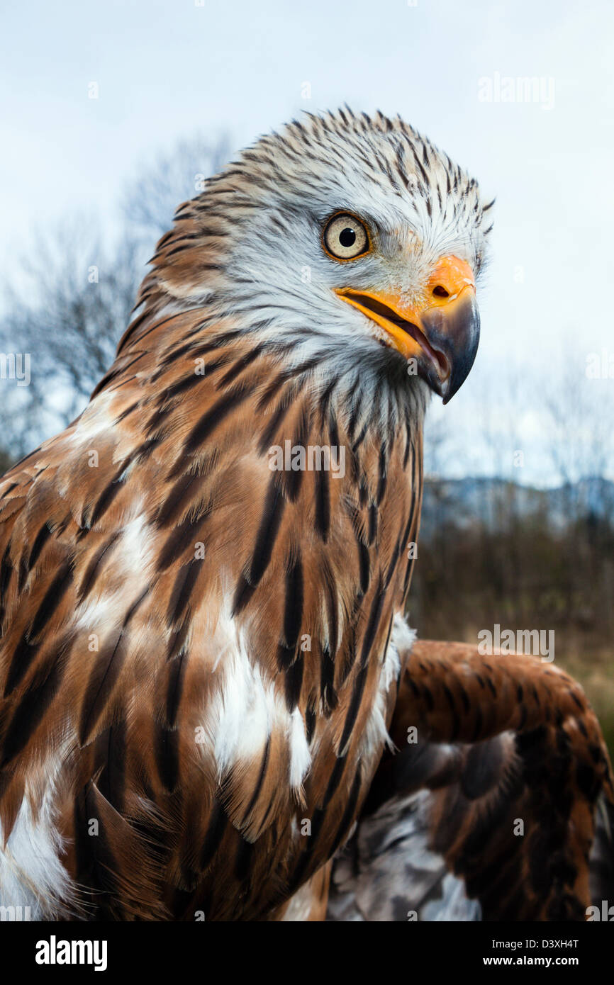 Aquilone rosso, Milvus milvus, Baviera, Germania Foto Stock