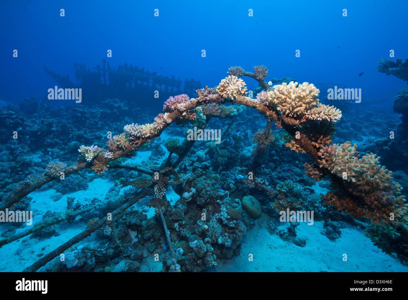 Relitto del cielo un relitto, Abu Dabab Reef, Mar Rosso, Egitto Foto Stock