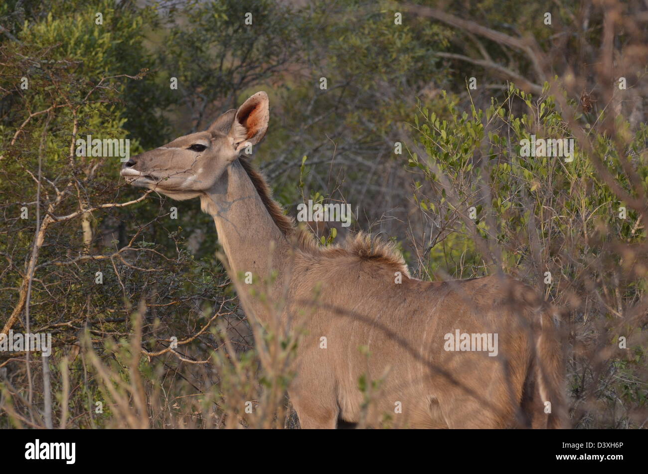 Foto di Africa, Femmina kudu in erba lunga Foto Stock