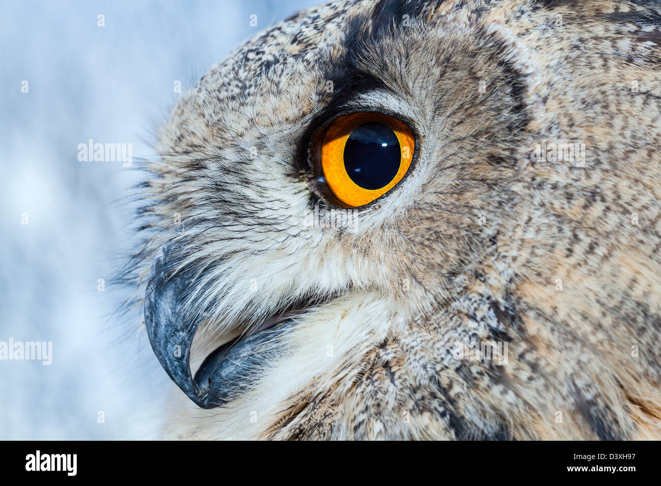 Unione gufo reale, Bubo bubo, Baviera, Germania Foto Stock