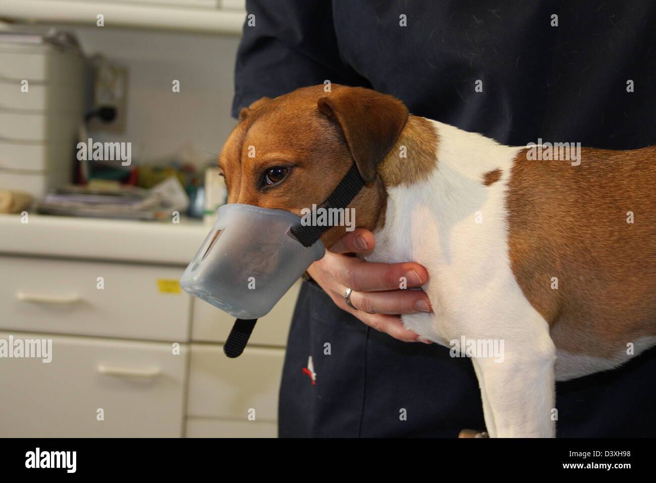 Jack Russel Terrier cane con la museruola al veterinario Foto Stock