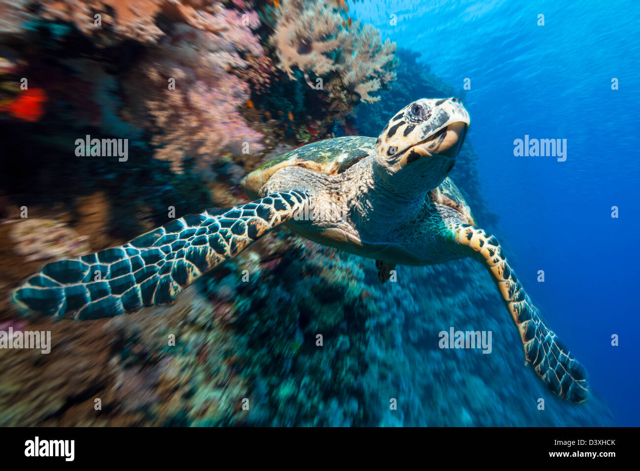 Hawksbill Tartarughe Marine, Eretmochelys imbricata, Elphinstone Reef, Mar Rosso, Egitto Foto Stock