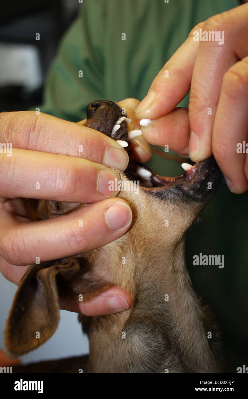 Il veterinario dà un farmaco ad un chihuahua (in bocca) Foto Stock