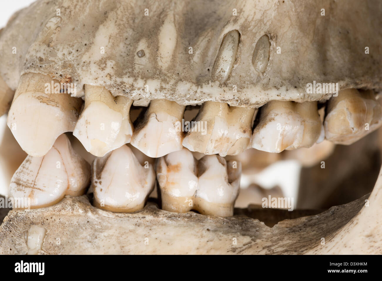 Vecchia matura il cranio di gorilla che illustra i possibili danni causati da caccia di frodo con danni interni orbita di sinistra e il tetto della mascella da lancia Foto Stock