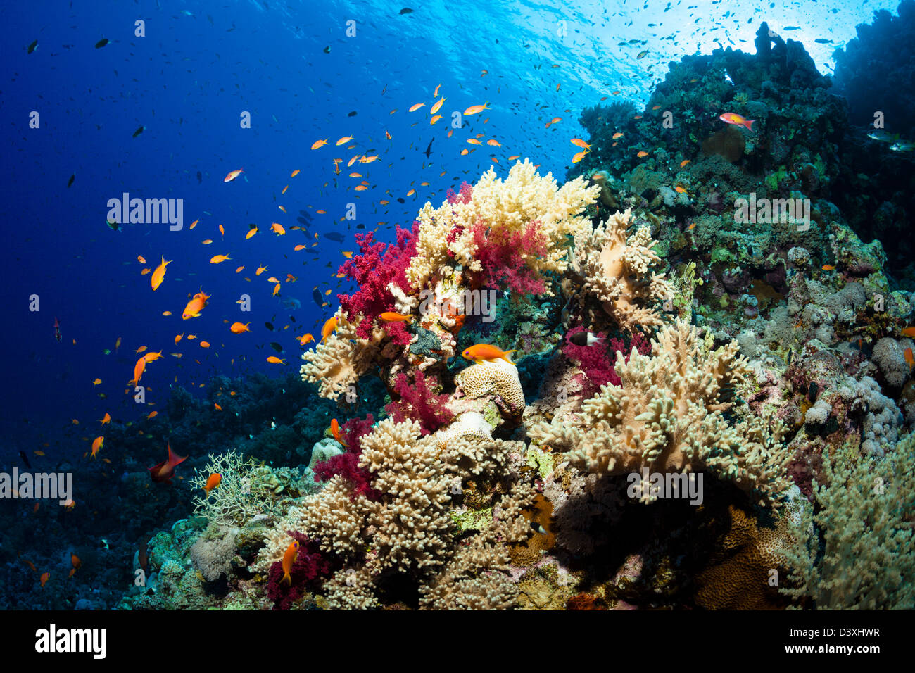 Soft Coral Reef, Dendronephthya sp., Elphinstone Reef, Mar Rosso, Egitto Foto Stock