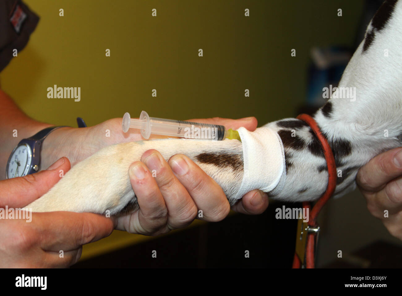 Il veterinario ha fatto un laccio di un cane dalmata ( campione di sangue ) Foto Stock