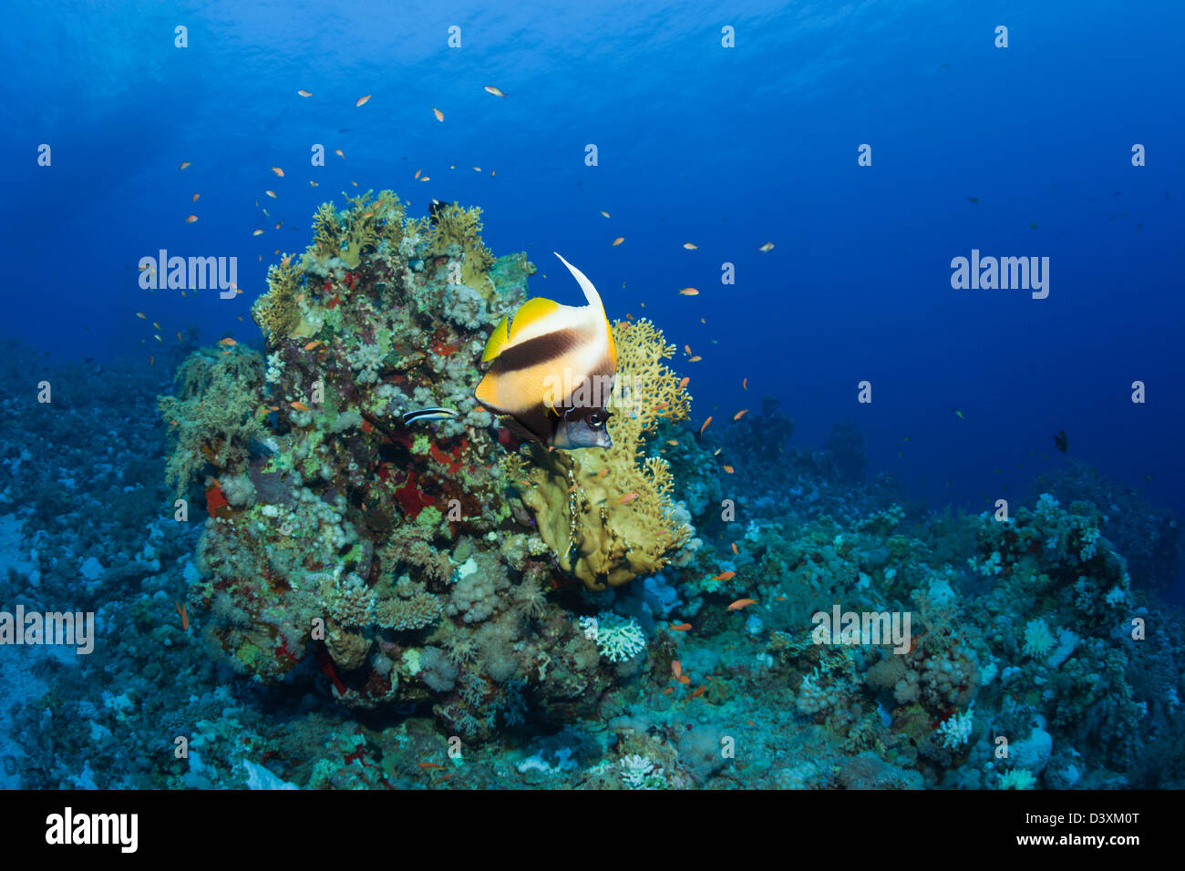 Mar Rosso Bannerfish in Coral Reef, Heniochus intermedius, St. Johns Reef, Mar Rosso, Egitto Foto Stock