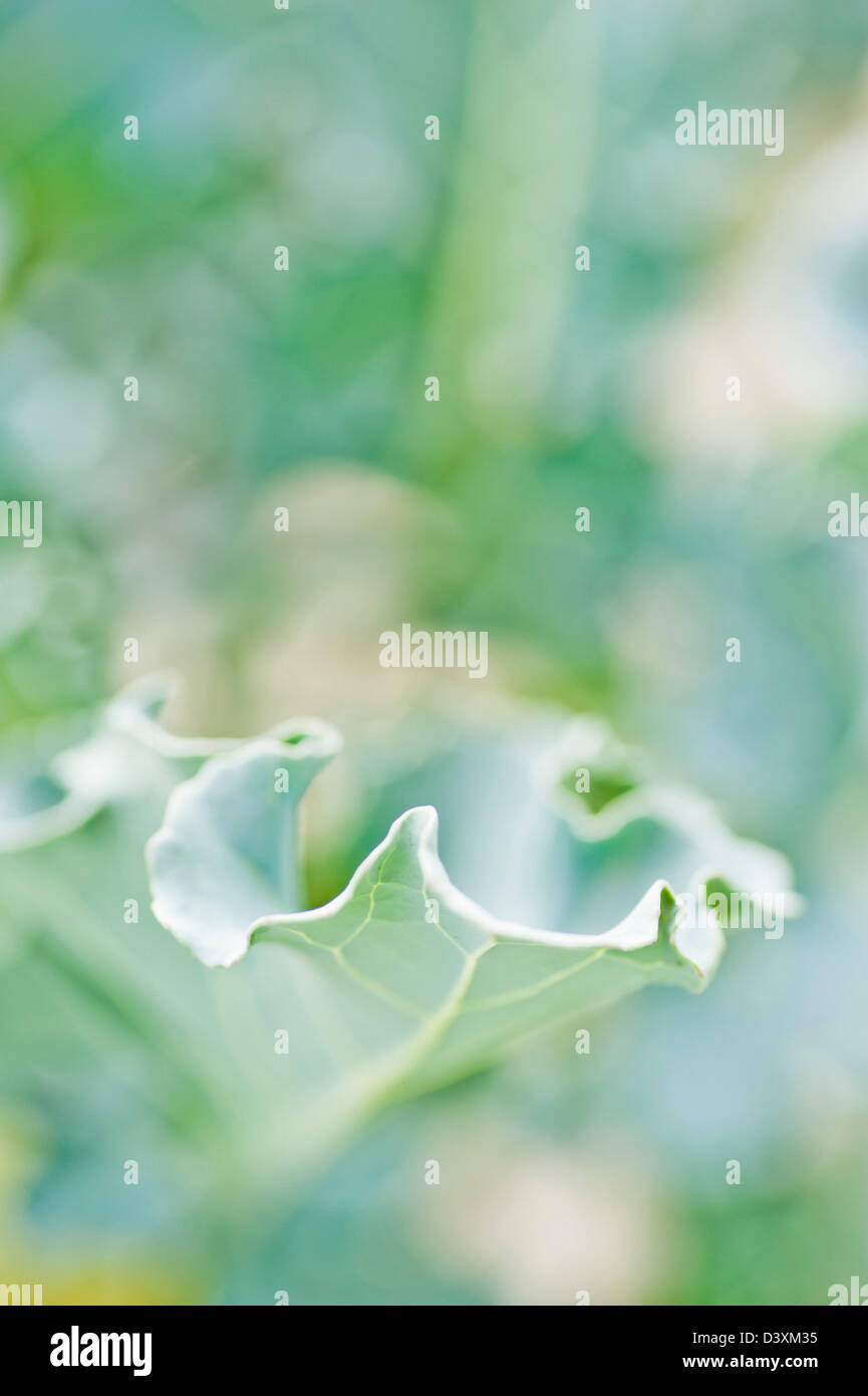 Primo piano di una foglia su un impianto broccolini Foto Stock