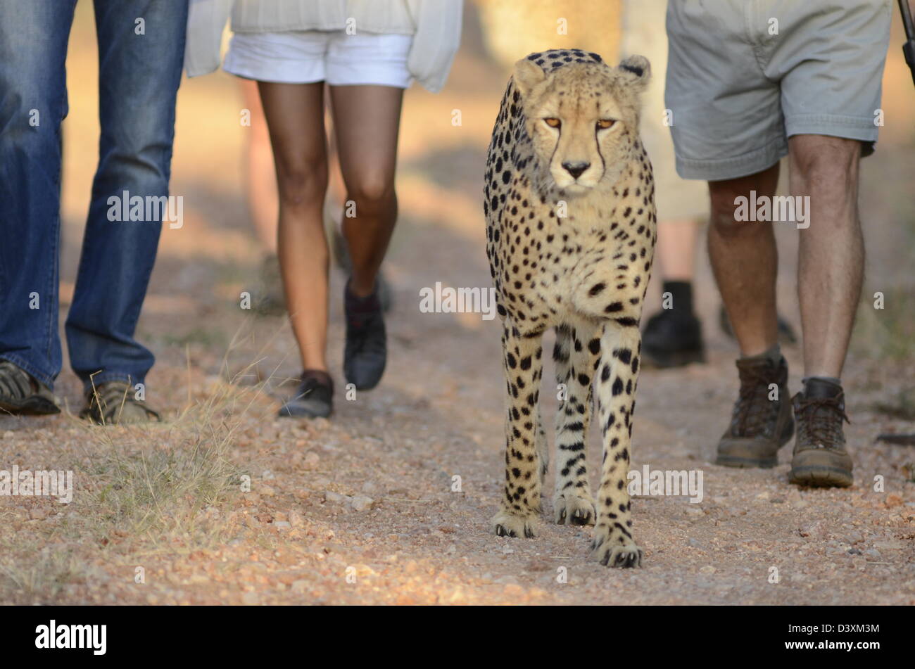 Foto di Africa, a piedi con i ghepardi nel selvaggio Foto Stock