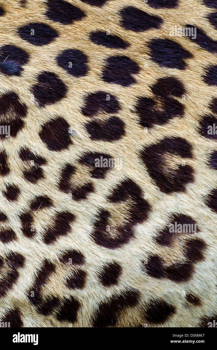 Leopard capelli closeup per uso in background Foto Stock