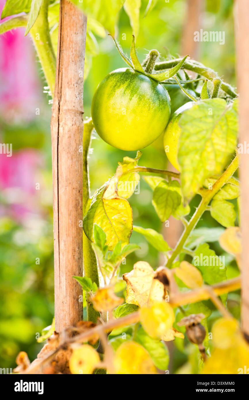 Primo piano organico di pomodori che crescono in un giardino Foto Stock