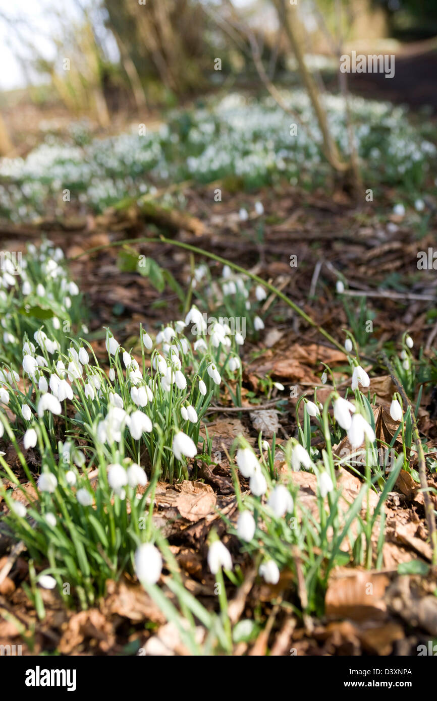 Snowdrops lungo un percorso in Fife, Scozia. Foto Stock