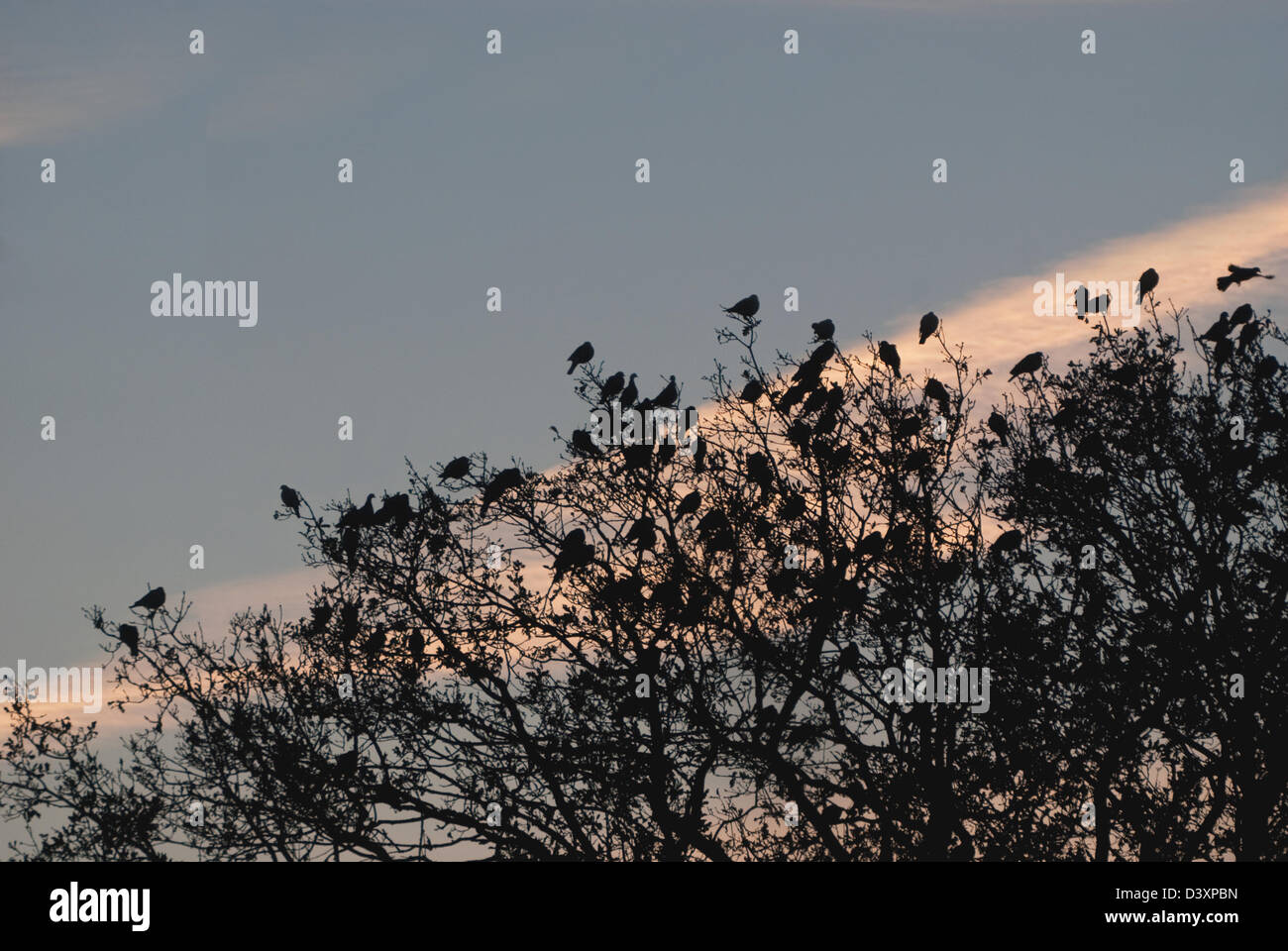 Stormo di colombacci appollaiato in cima degli alberi all'alba Foto Stock