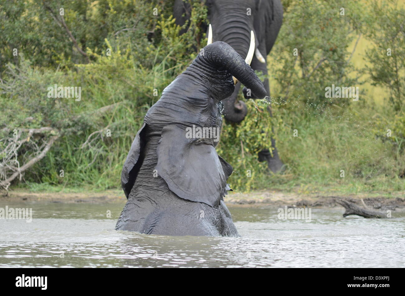 Foto di Africa, Elefanti Africani piscina e vasca da bagno in dam Foto Stock