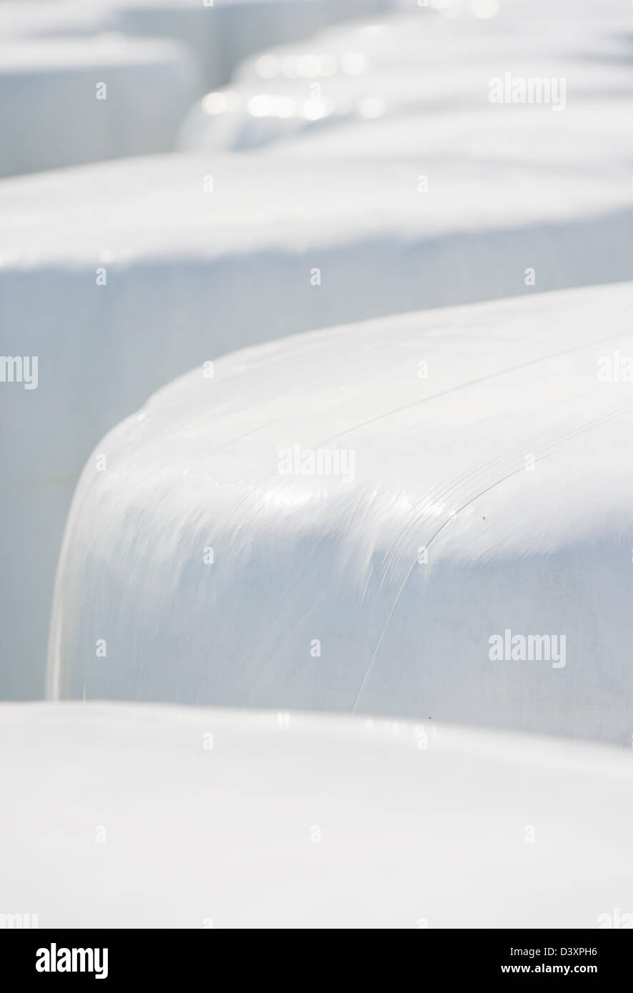 Estate in scena con balle di fieno avvolto in plastica bianca utilizzata per i mangimi animali Foto Stock