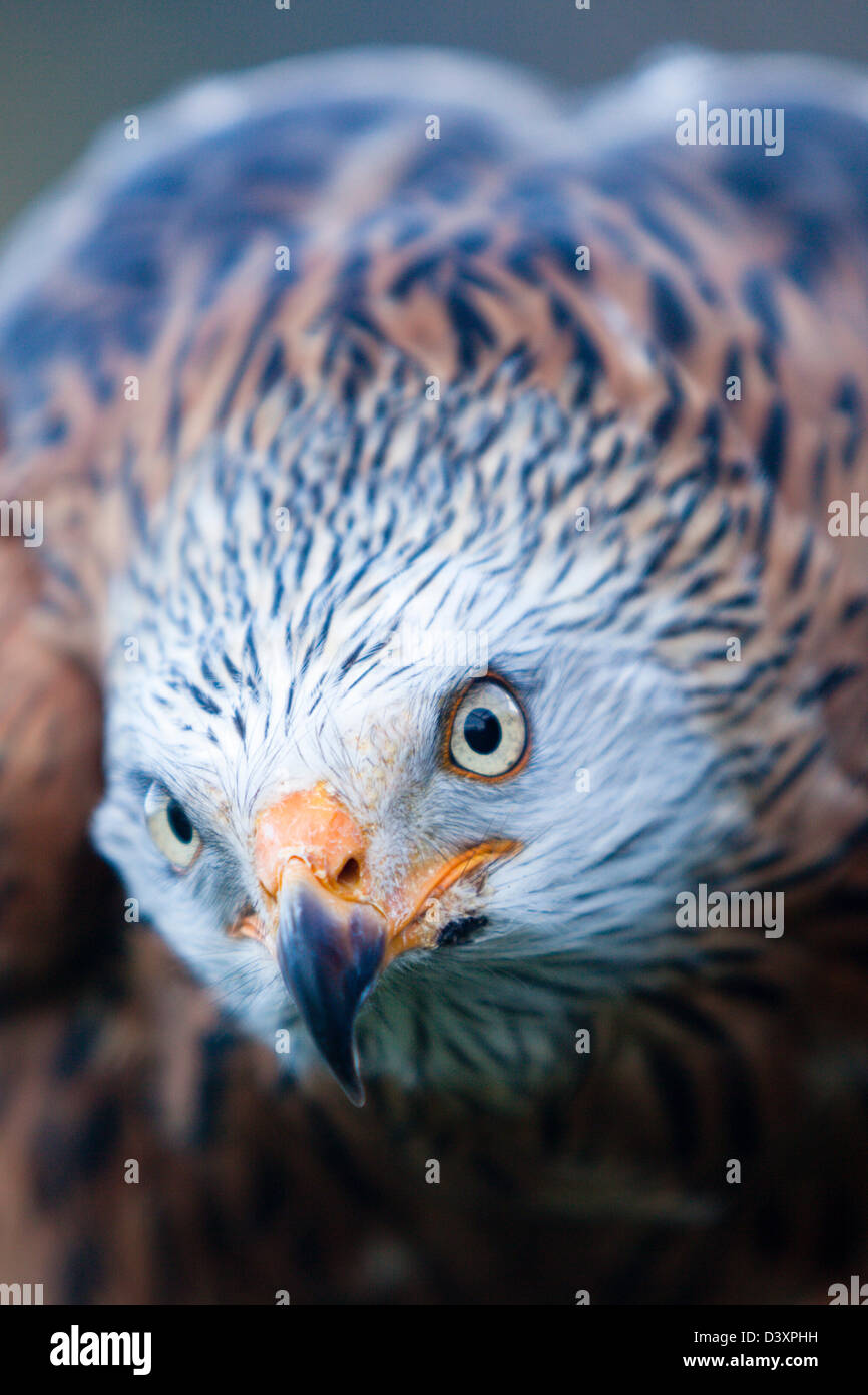 Aquilone rosso, Milvus milvus, Baviera, Germania Foto Stock