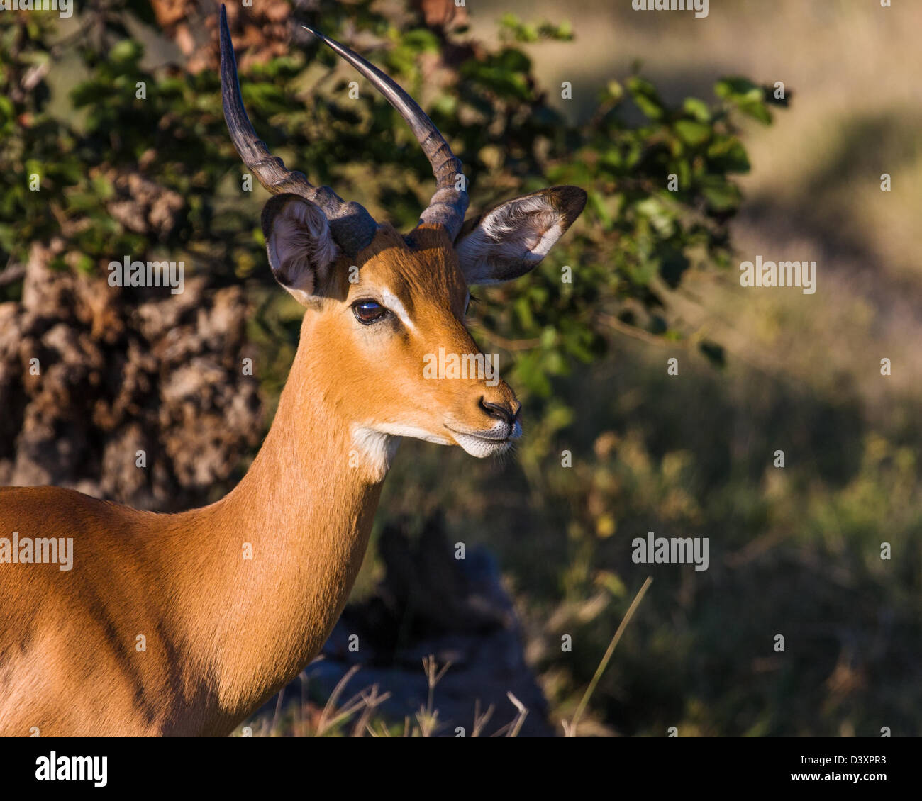 Impala maschio (aepyceros melampus) in golden luce della sera, Nxai Pan, Botswana Foto Stock