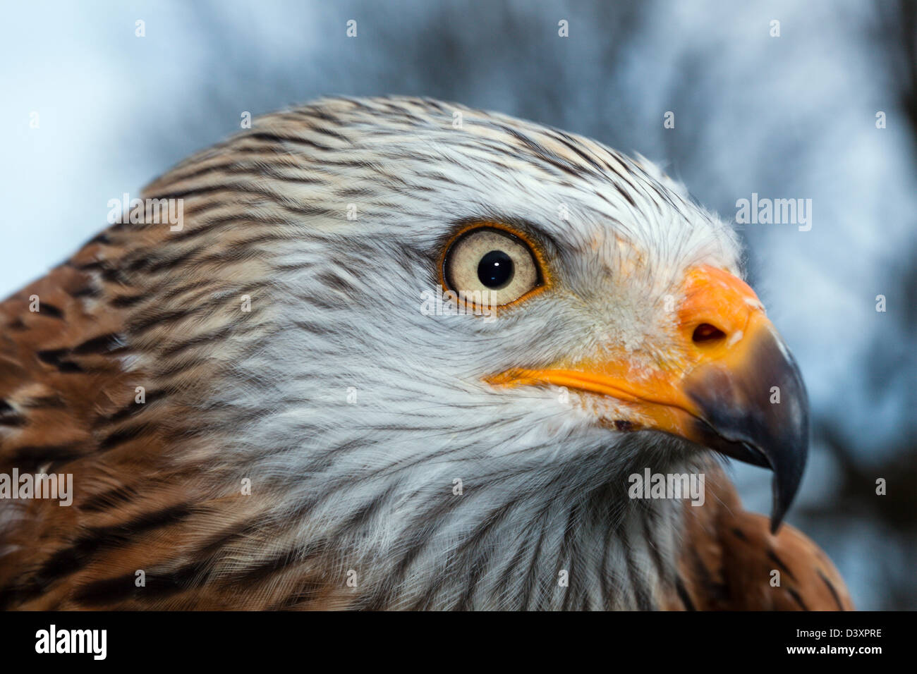 Aquilone rosso, Milvus milvus, Baviera, Germania Foto Stock