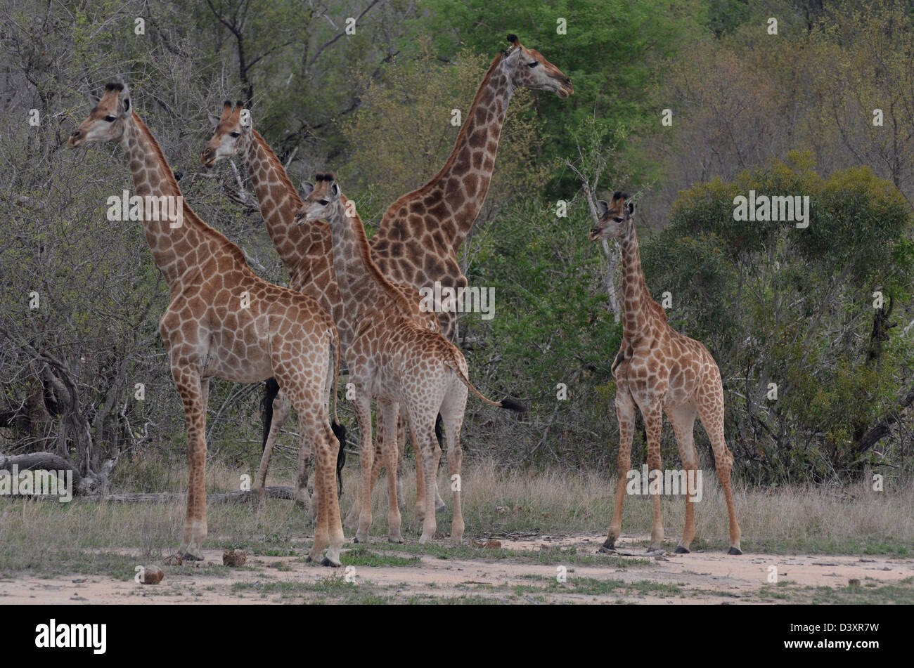 Foto di Africa, la giraffa nel gruppo alert rivolto lontano dalla fotocamera Foto Stock