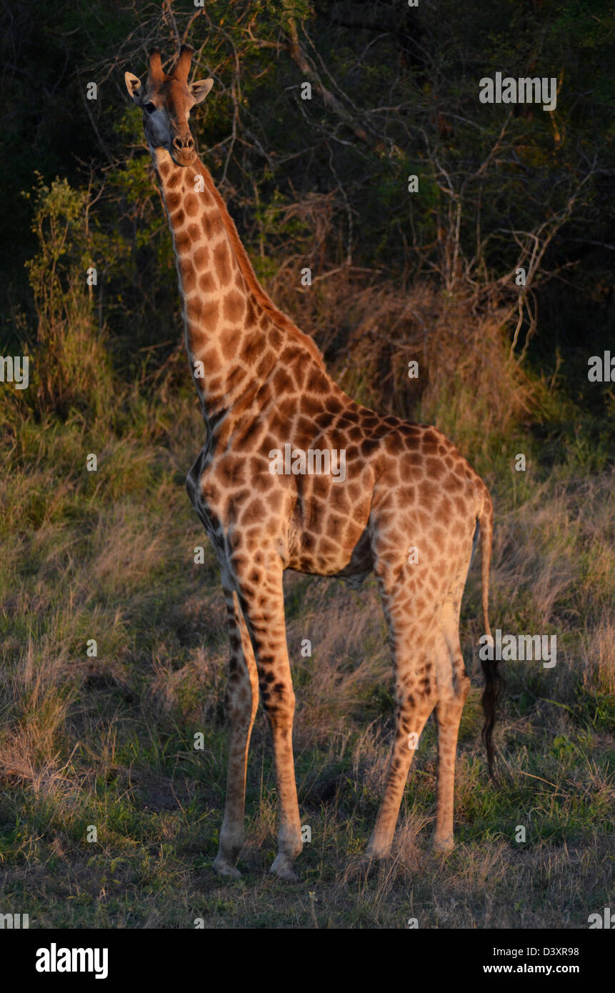 Foto di Africa, Giraffe standing corpo pieno in fine di sun Foto Stock