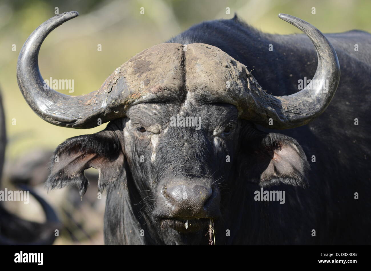 Foto di Africa, Buffalo testa rivolta verso la telecamera Foto Stock