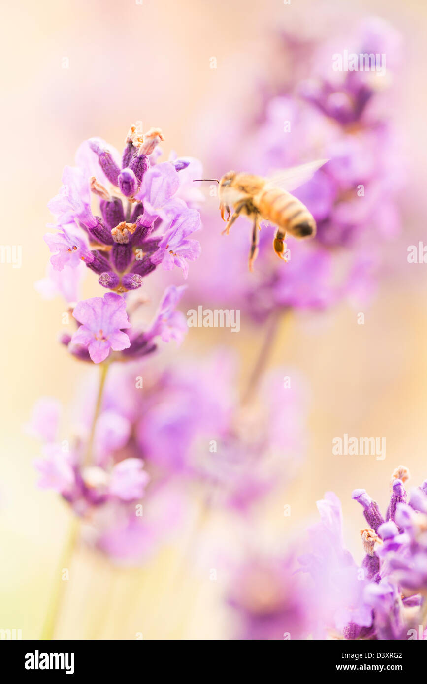 Estate in scena con busy bee impollinare i fiori di lavanda in campo verde Foto Stock