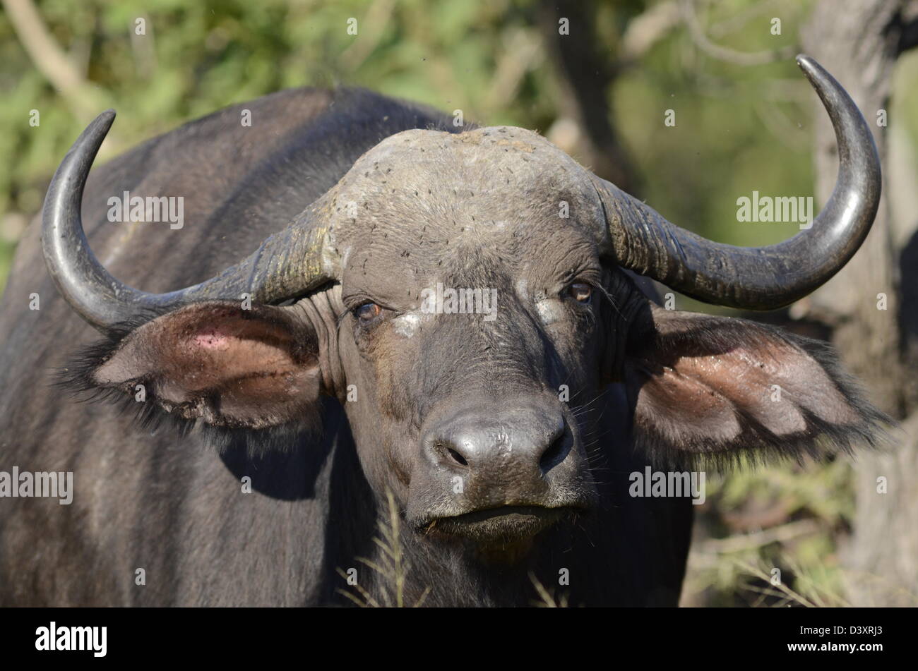 Foto di Africa, Buffalo testa rivolta verso la telecamera Foto Stock