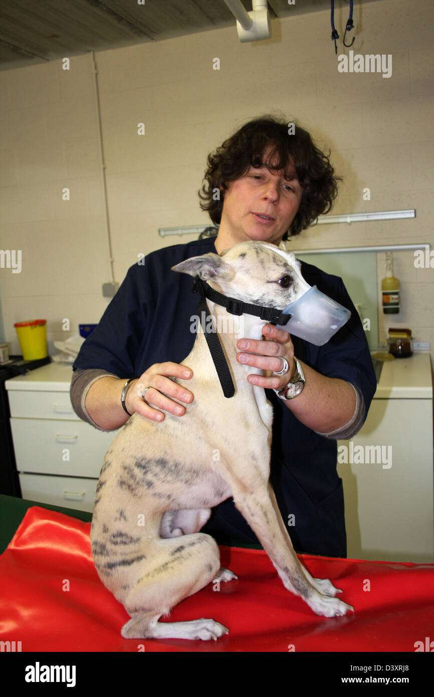 Il whippet cane con la museruola al veterinario Foto Stock