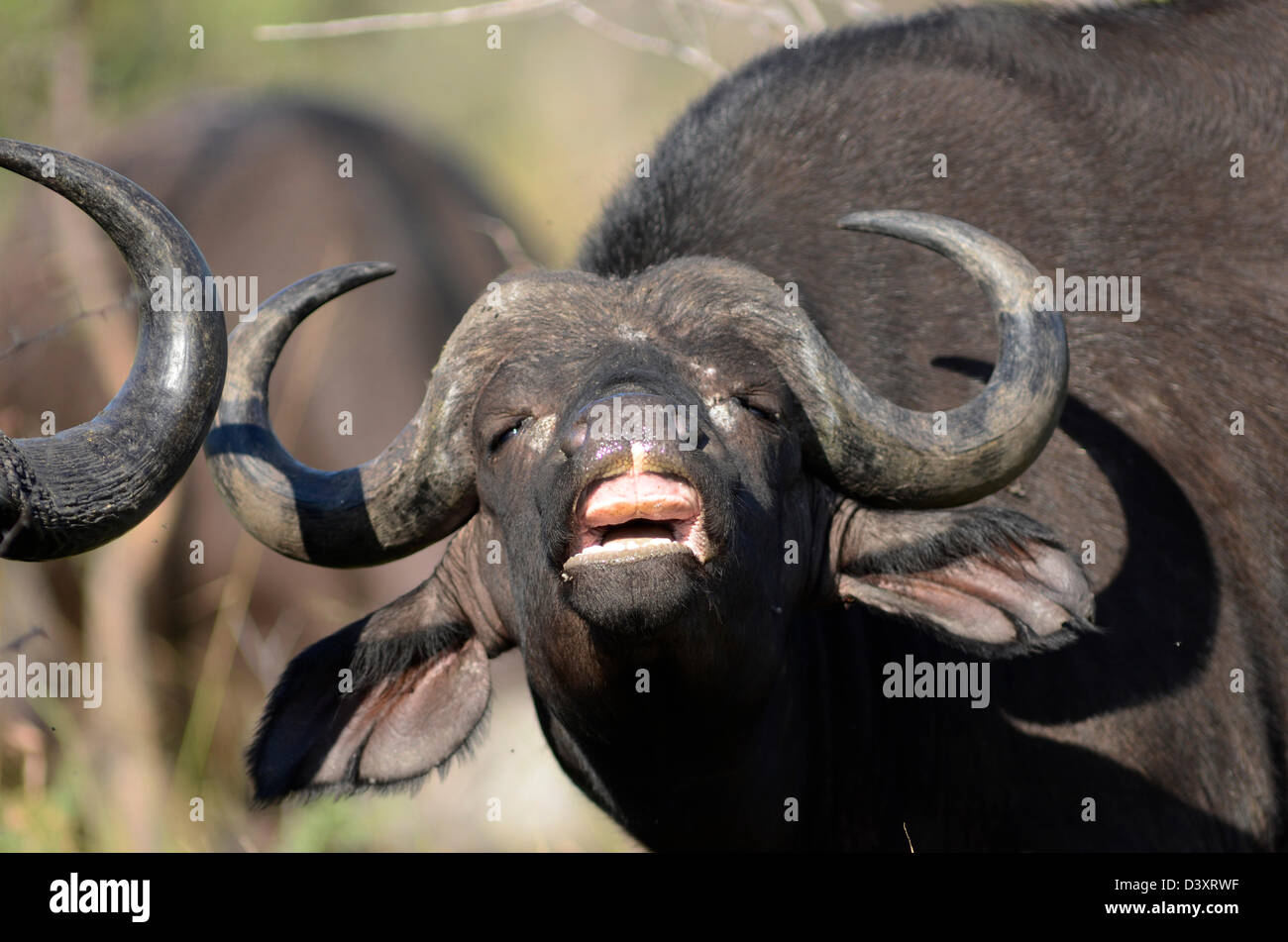 Foto di Africa, Buffalo testa rivolta verso la fotocamera e tirare verso l'alto naso Foto Stock