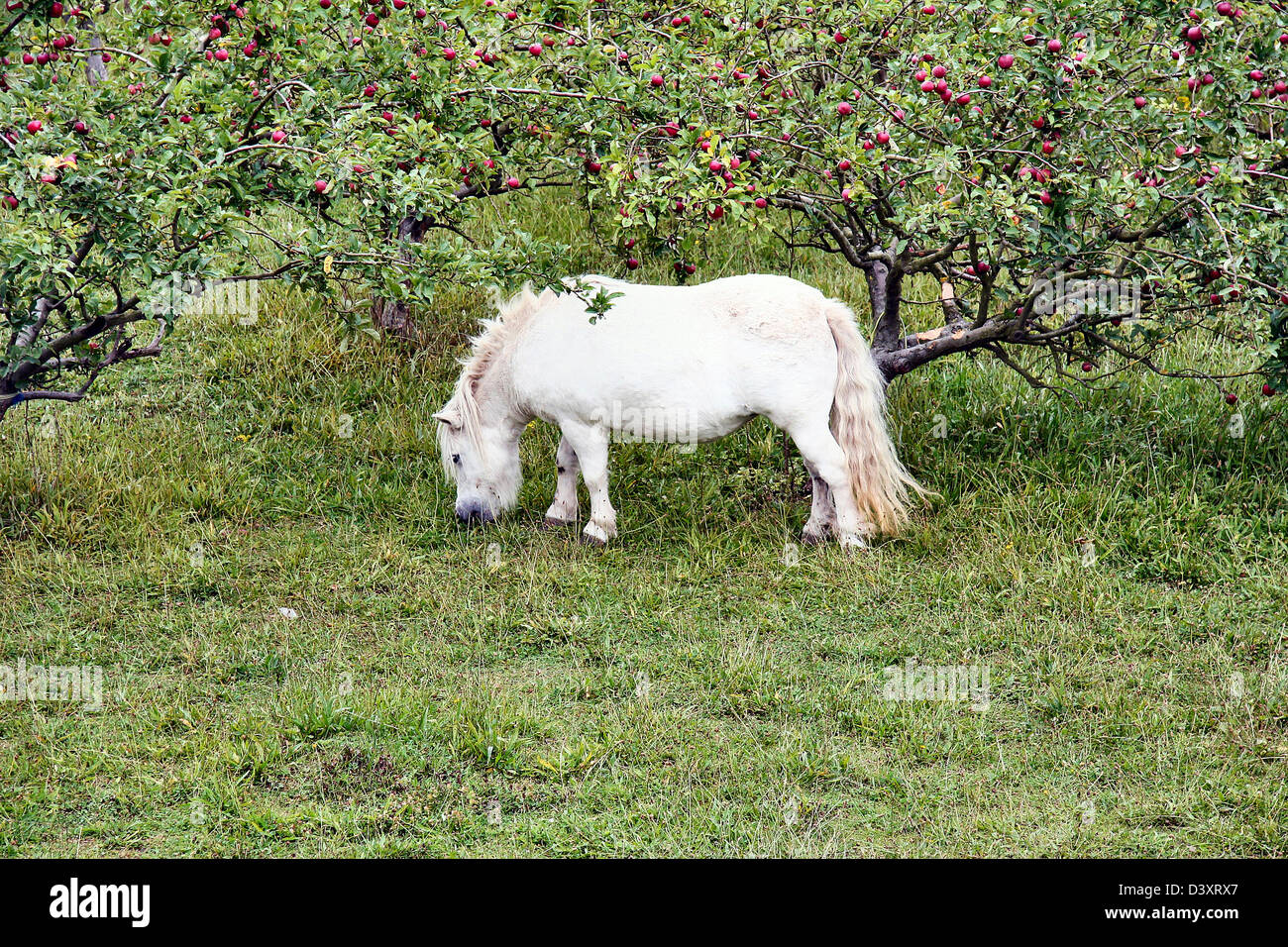 Cavallino bianco in apple Orchard Foto Stock