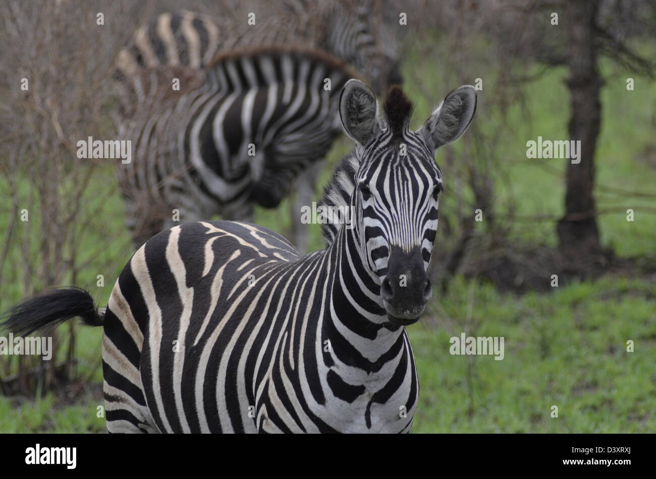 Foto di Africa, pianure Zebra telecamera rivolta verso il corpo a metà Foto Stock
