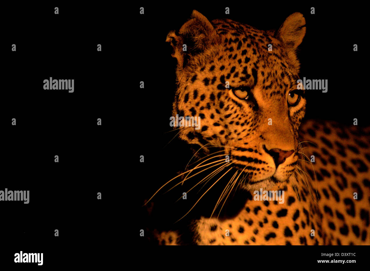 Foto di Africa, Leopard testa rivolta lontano da spotlight Foto Stock
