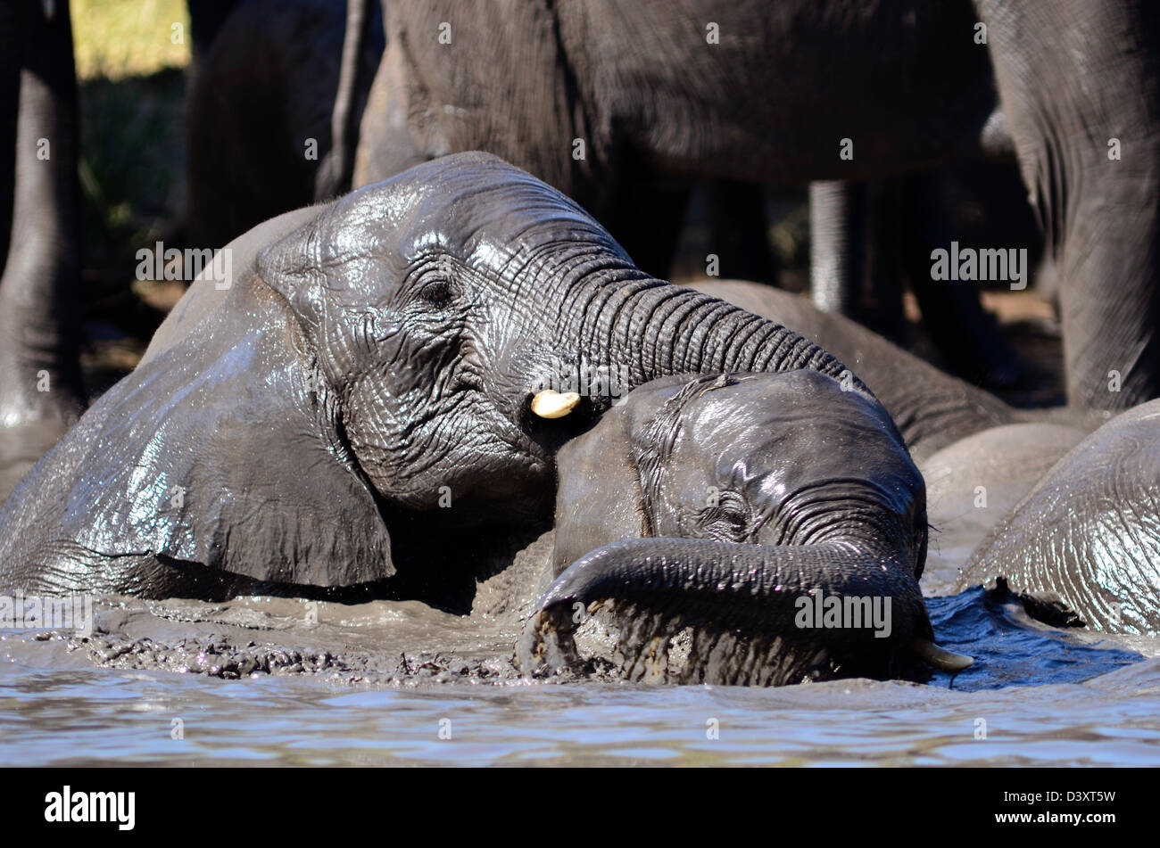 Foto di Africa, Elefanti Africani pianificando in acqua fangosa Foto Stock
