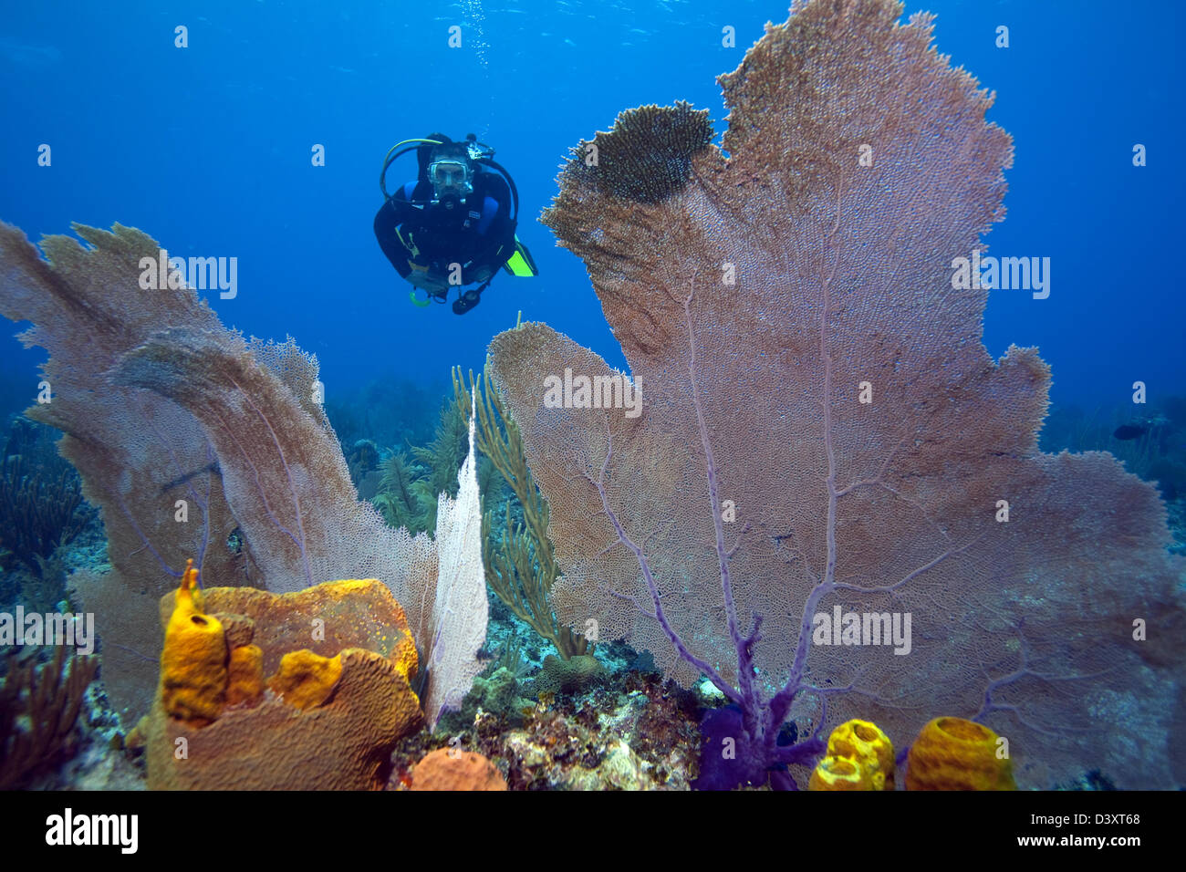 Subacqueo ad esplorare le isole Cayman sotto l'acqua Foto Stock
