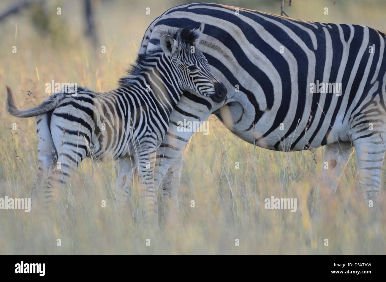 Foto dell'Africa,Baby pianure Zebra con connettore femmina Foto Stock