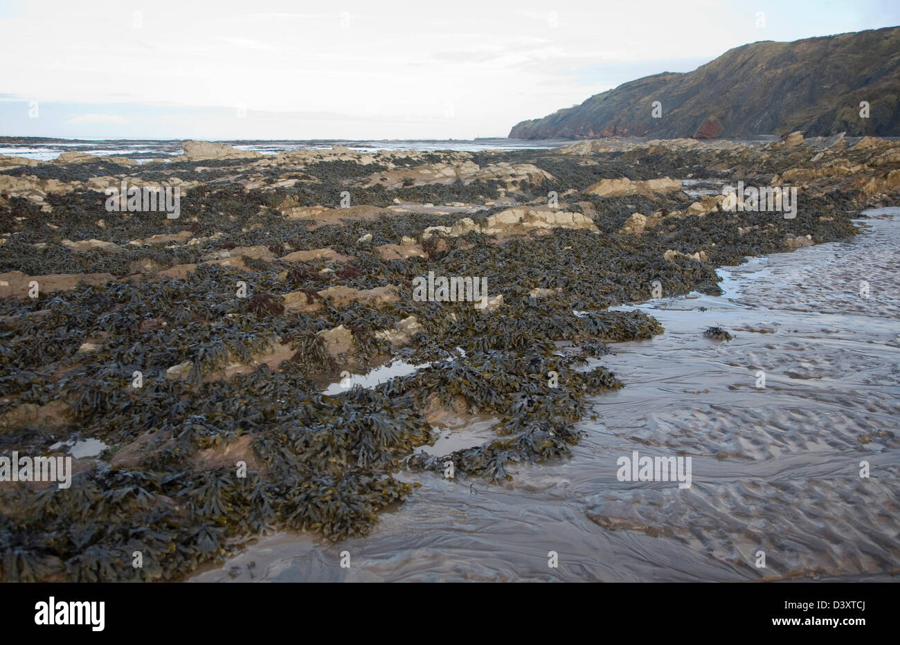 Di roccia calcarea corallina esposte a bassa marea, Watchet, Somerset, Inghilterra Foto Stock