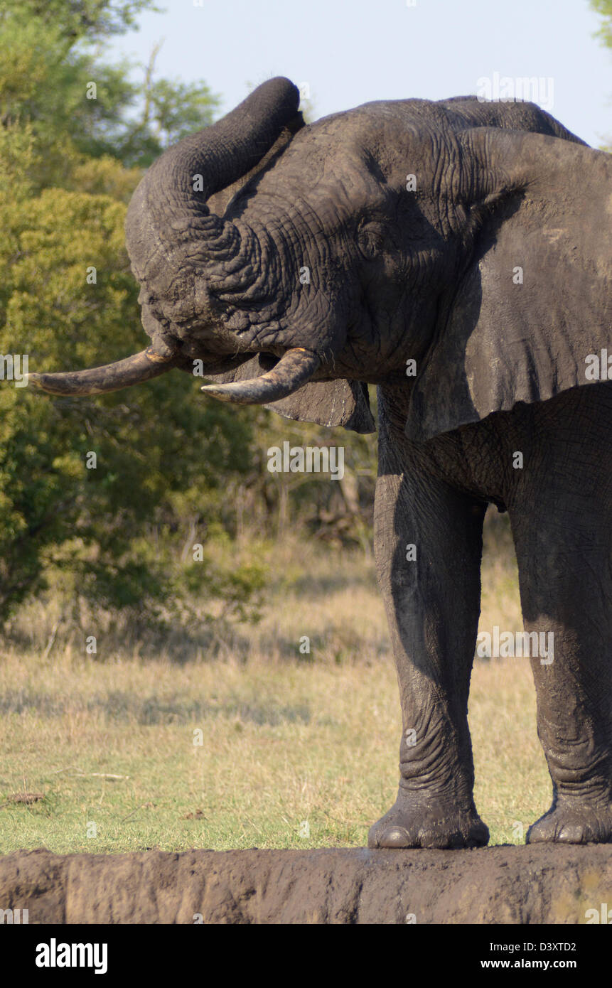 Foto di Africa, elefante africano a riposare accanto a waterhole tronco fino Foto Stock