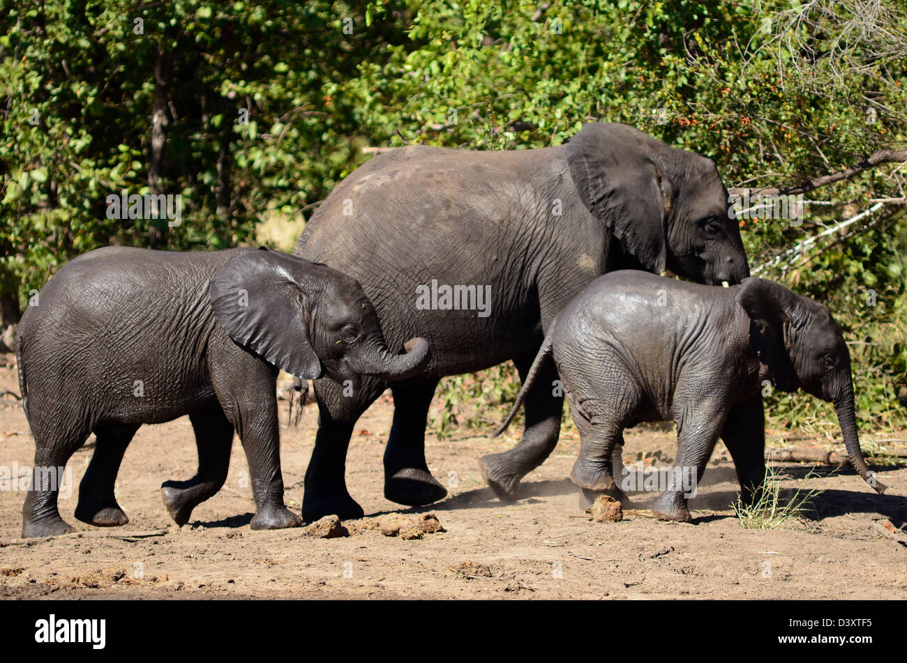 Foto dell'Africa,giovani elefanti africani camminare sulla sabbia Foto Stock