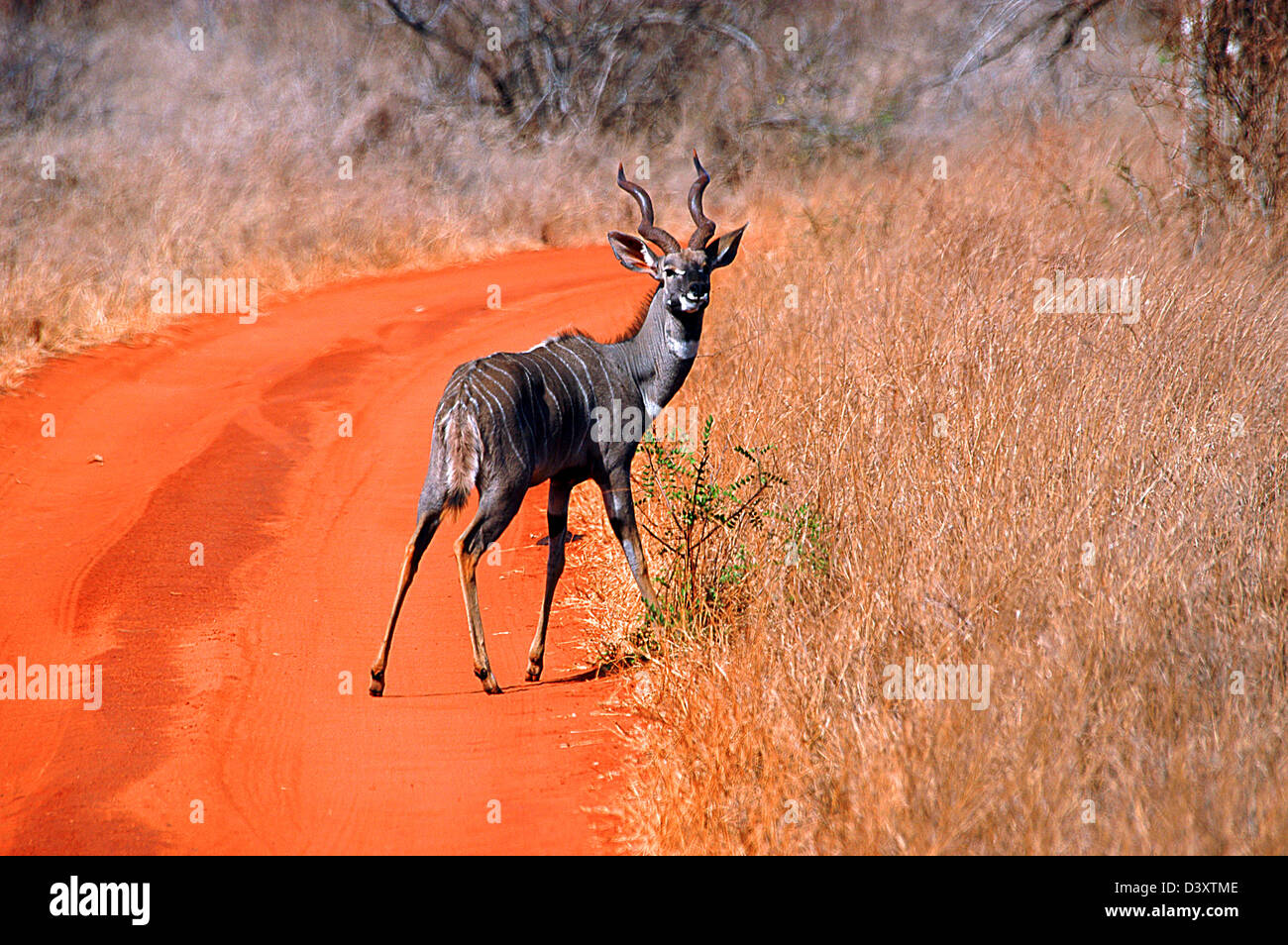 Lesser Kudu, Tsavo National Park, Kenya, Africa orientale. Foto Stock