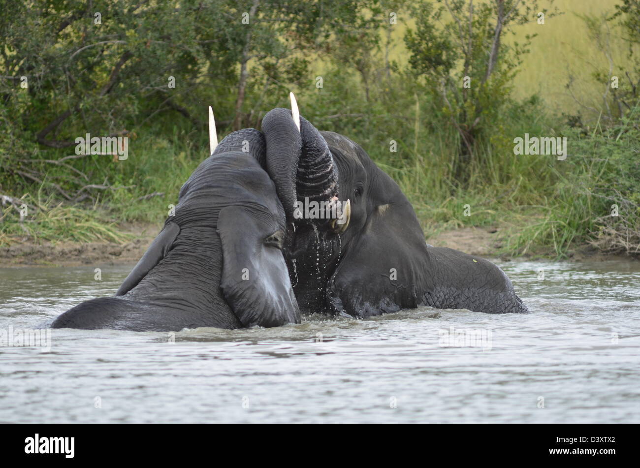 Foto di Africa, Elefanti Africani nuotare e giocare in dam Foto Stock